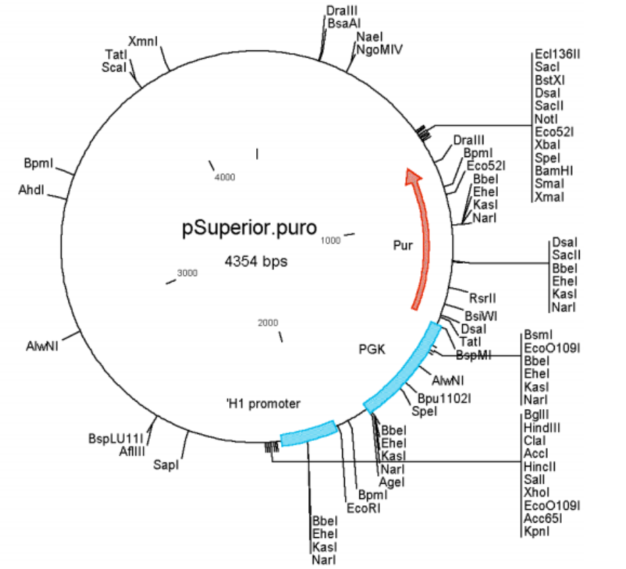 pSUPERIOR puro载体图谱